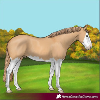 Horse Color:Red Dun Splash 