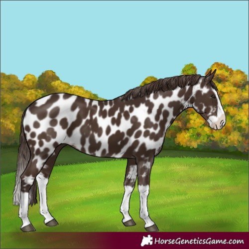 Horse Color:Liver Chestnut Splash Appaloosa 