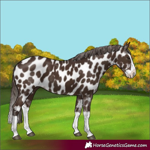 Horse Color:Liver Chestnut Splash Appaloosa 
