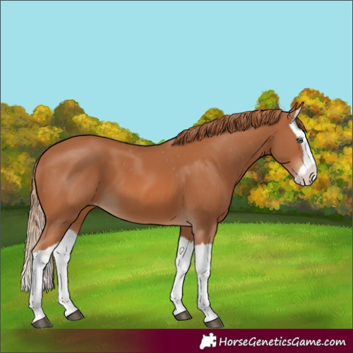 Horse Color:Unknown 