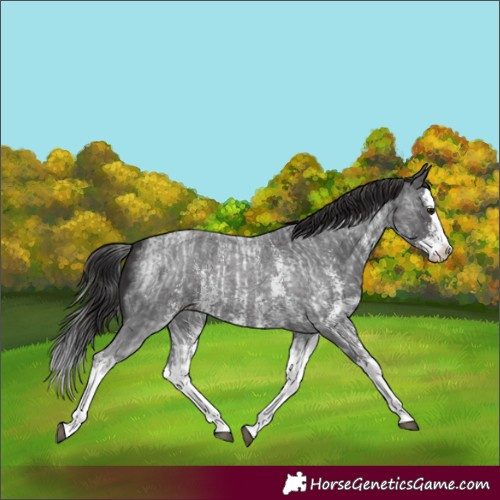 Horse Color:Smoky Blue Roan Sabino Splash  and Smoky Blue Roan Sabino Splash 