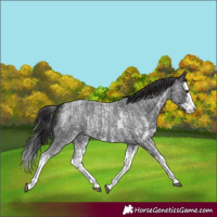 Horse Color:Smoky Blue Roan Sabino Splash  and Smoky Blue Roan Sabino Splash 