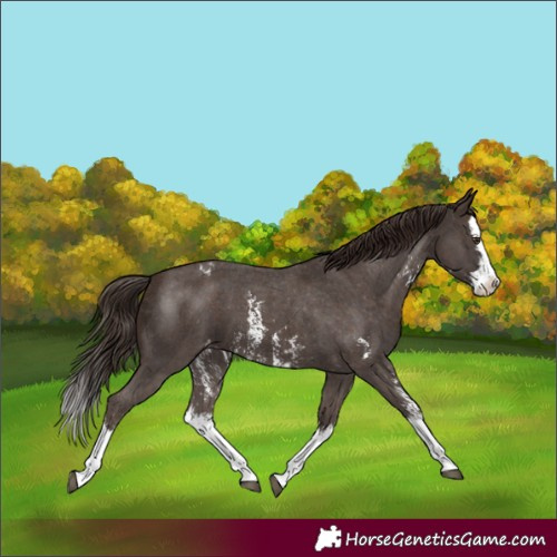 Horse Color:Liver Chestnut Sabino Splash Appaloosa  and Liver Chestnut Sabino Splash Appaloosa 