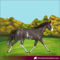 Horse Color:Liver Chestnut Sabino Splash Appaloosa and Liver Chestnut Sabino Splash Appaloosa