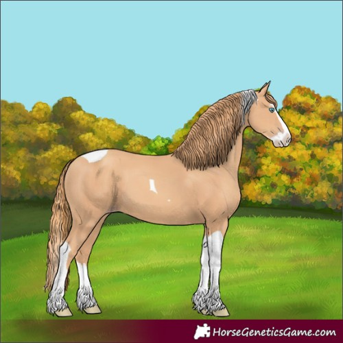 Horse Color:Gold Champagne Splash Tobiano 