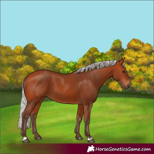 Horse Color:Silver Bay 