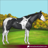 Horse Color:Black Splash Tobiano