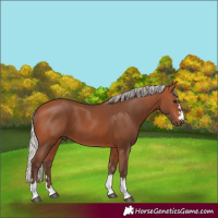 Horse Color:Silver Bay 