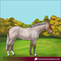 Horse Color:Silver Brown Roan 