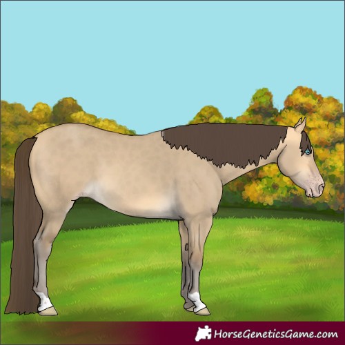Horse Color:Amber Cream Champagne Dun 