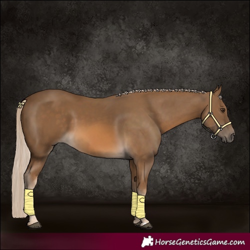 Horse Color:Chocolate Palomino