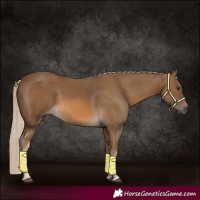 Horse Color:Chocolate Palomino 