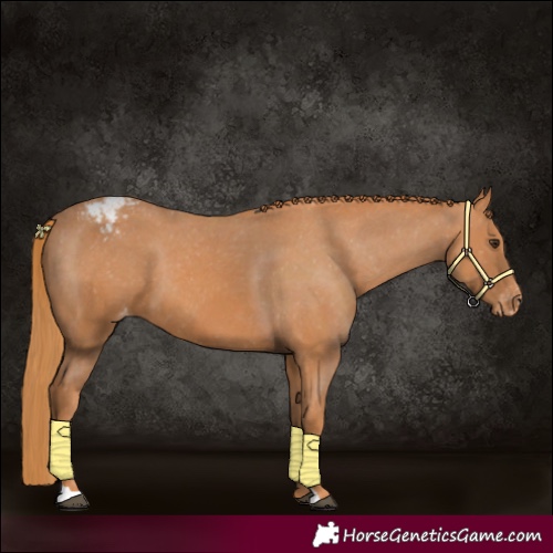 Horse Color:Chestnut Appaloosa 