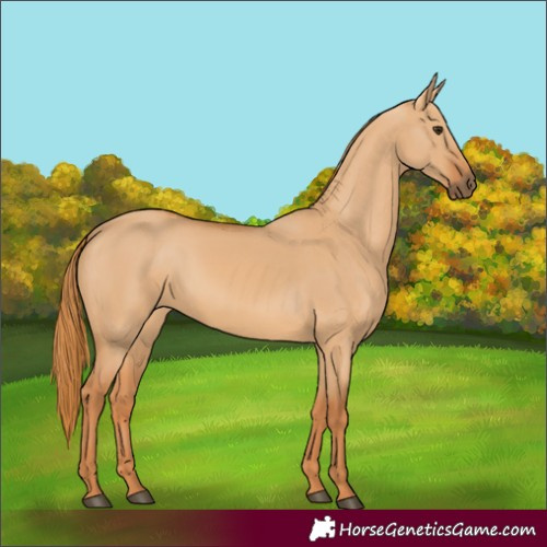 Horse Color:Red Dun 