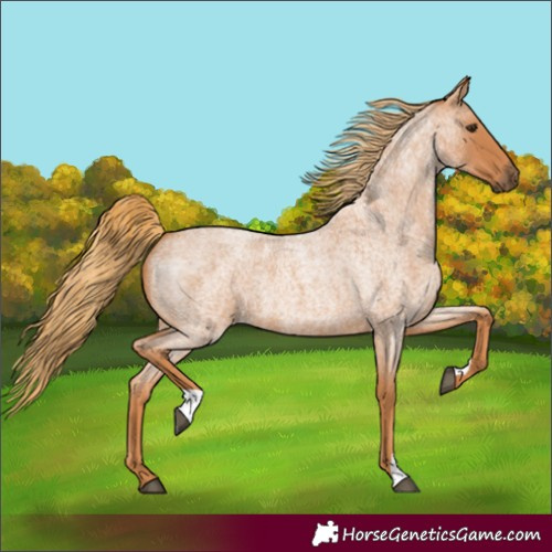Horse Color:Red Roan 