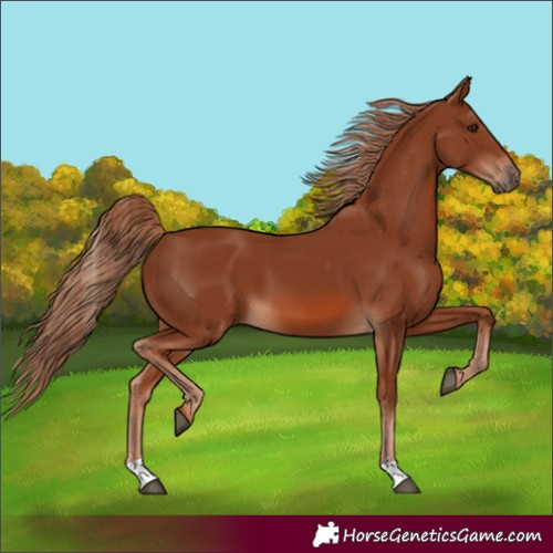 Horse Color:Chestnut 