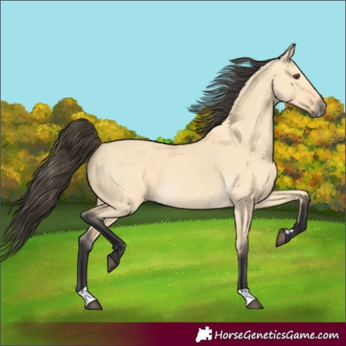 Horse Color:Buckskin Dun