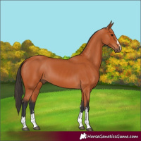 Horse Color:Bay 