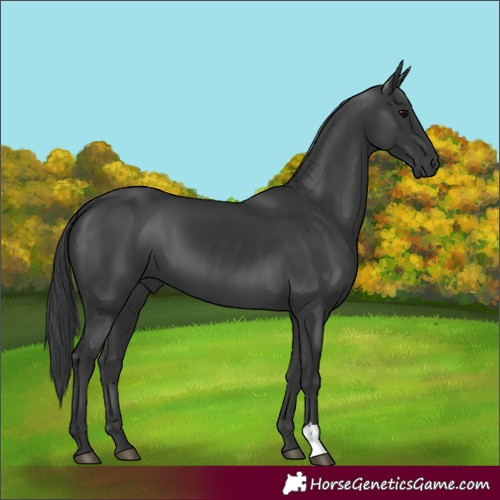 Horse Color:Black 