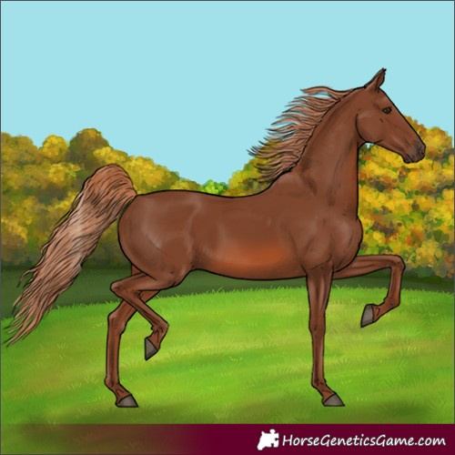 Horse Color:Chestnut 