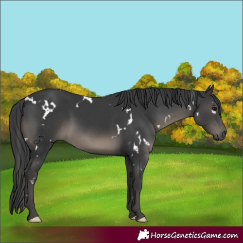 Horse Color:White Spotted Black