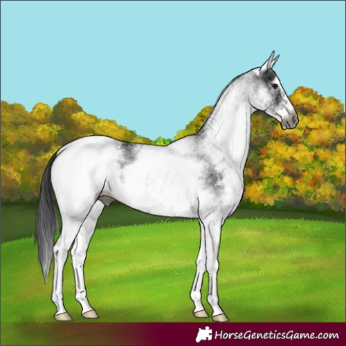 Horse Color:Gray White Spotted Smoky Black