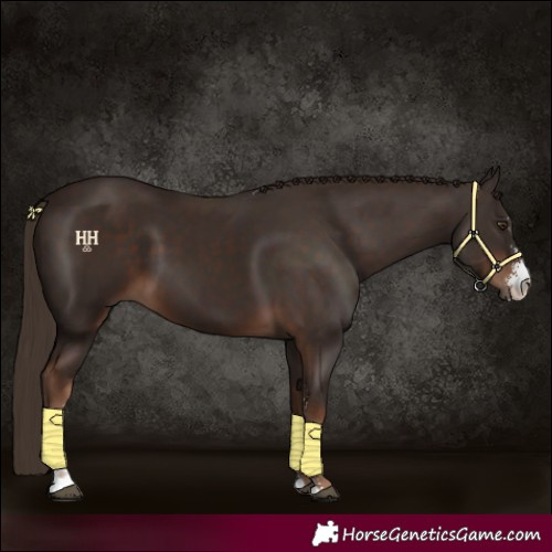 Horse Color:Liver Chestnut Sabino 