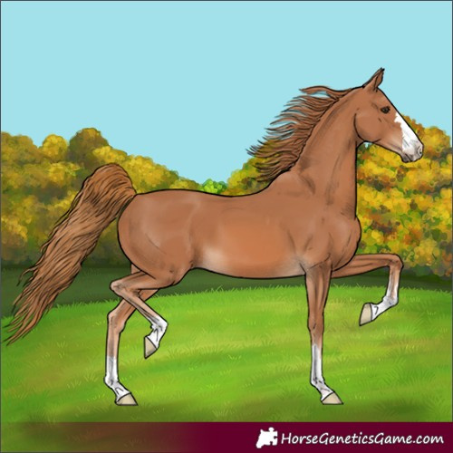 Horse Color:Chestnut 