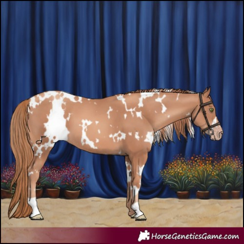 Horse Color:White Spotted Gold Champagne 