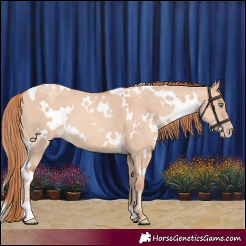 Horse Color:White Spotted Gold Champagne Dun