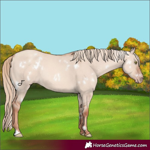 Horse Color:White Spotted Gold Champagne Dun Rabicano 