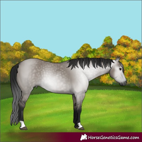 Horse Color:Gray Grullo