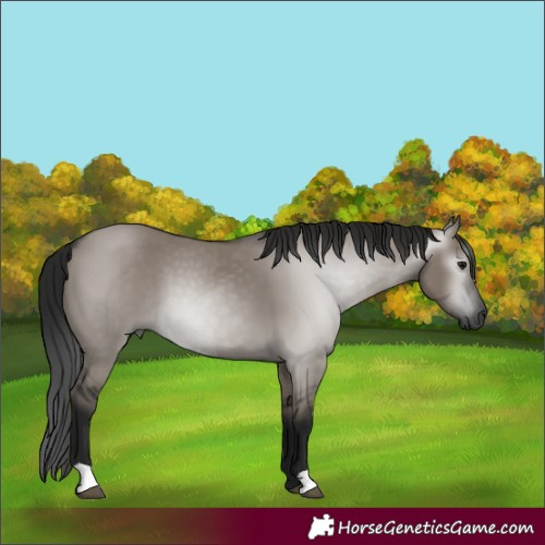 Horse Color:Gray Grullo 