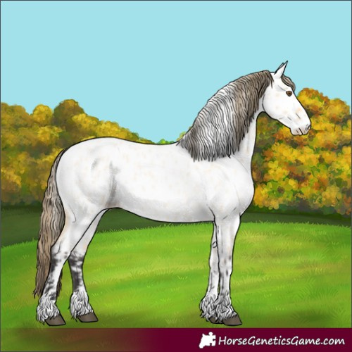 Horse Color:Buckskin Roan Dun Appaloosa 