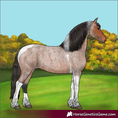 Horse Color:Bay Roan Tobiano 