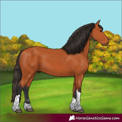Horse Color:Bay Tobiano 