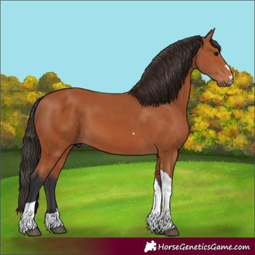 Horse Color:Bay Tobiano 