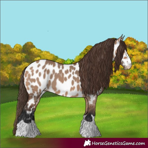Horse Color:Bay Dun Appaloosa 
