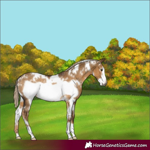 Horse Color:Gray White Spotted Chocolate Palomino Dun Frame Rabicano