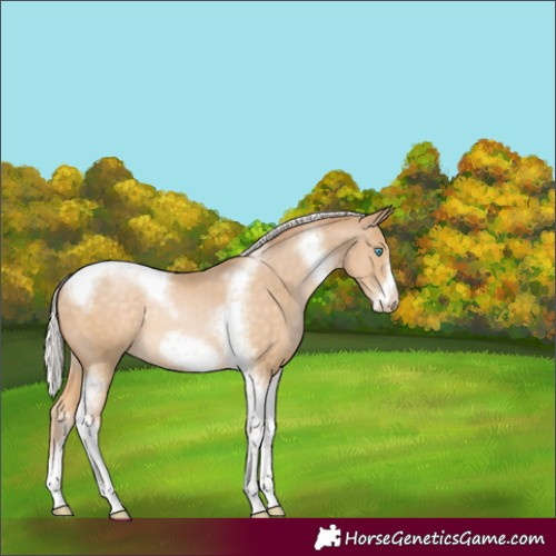 Horse Color:Silver Buckskin Pearl Tobiano Frame Rabicano