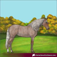 Horse Color:Silver Blue Roan