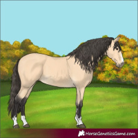 Horse Color:Unknown 