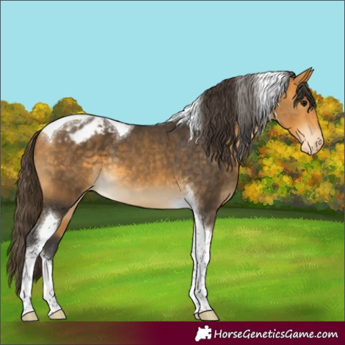 Horse Color:Buckskin Tobiano Varnish