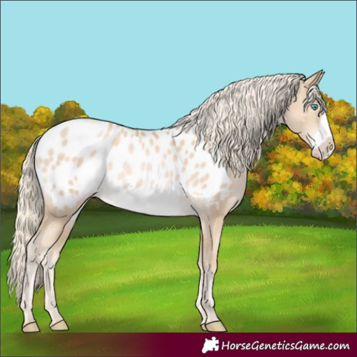 Horse Color:Palomino Pearl Frame Appaloosa 