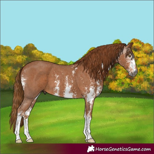 Horse Color:Gray Chestnut Sabino