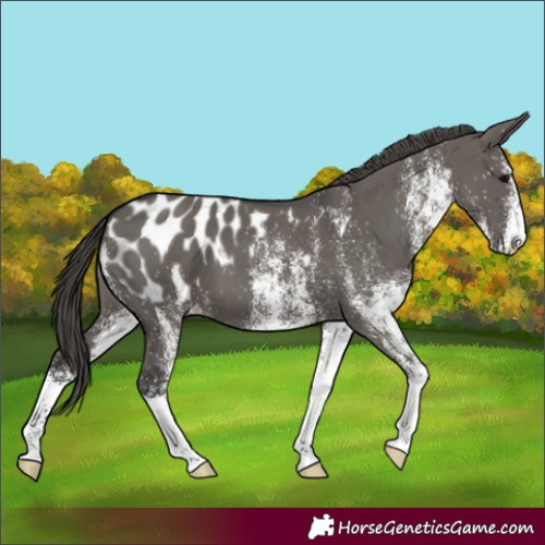Horse Color:White Spotted Grullo Appaloosa