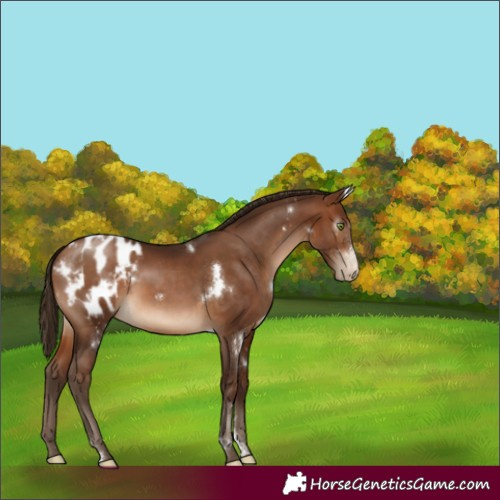 Horse Color:Gray White Spotted Bay Pearl Sabino Blanket Rabicano 