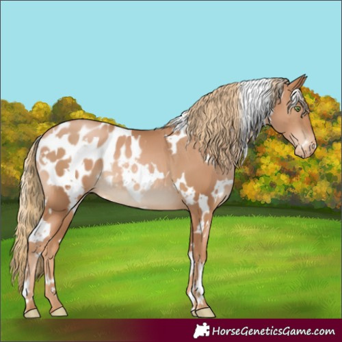 Horse Color:White Spotted Chestnut Pearl Appaloosa 
