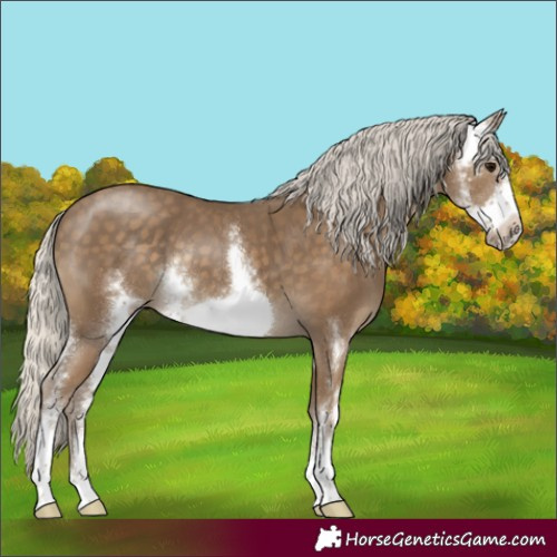Horse Color:Silver Smoky Black Sabino Frame Rabicano 