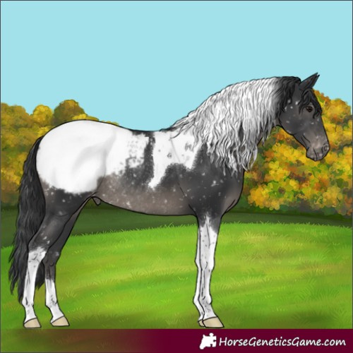 Horse Color:Black Tobiano Appaloosa Rabicano 